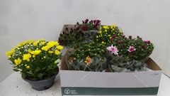 Chrysanth Mix 6 Mix 23Ø 27cm