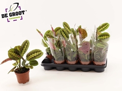 Maranta Fascinator 12Ø 30cm