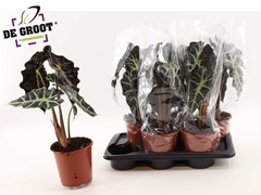 Alocasia Polly 17Ø 50cm