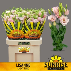 Eustoma Double Lisanne Light Pink 70cm