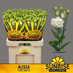 Eustoma Double Alissa Pure White 70cm