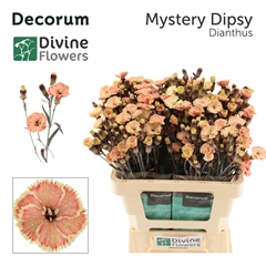Dianthus Spray Single Paint Solomio Mystery Dipsy 60cm