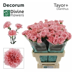 Dianthus Single Taylor+ 60cm