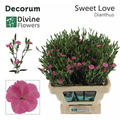 Dianthus Divi Sweet Love 60cm