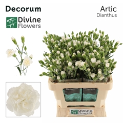 Dianthus Spray Artic 60cm