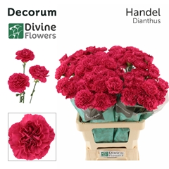 Dianthus Single Händel 60cm