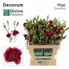 Dianthus Single Spray Solomio Mae 60cm