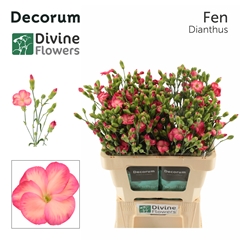 Dianthus Spray Single Solomio Fen 60cm