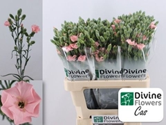 Dianthus Spray Single Solomio Cas 60cm