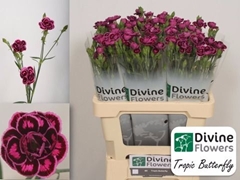 Dianthus Tropic Butterfly 60cm