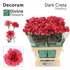 Dianthus Single Creta Dark 60cm