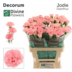 Dianthus Single Jodie 60cm