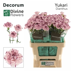 Dianthus Single Yukari 60cm