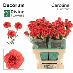 Dianthus Single Caroline 60cm