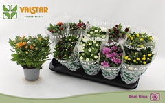Chrysanth Mix 8 Colours 12Ø 25cm