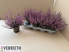 Calluna Garden Girls Mix 12Ø 25cm