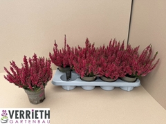 Calluna Garden Girls Mix 12Ø 25cm