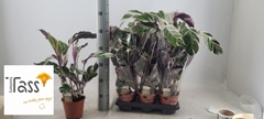 Calathea Fusion White 14Ø 55cm