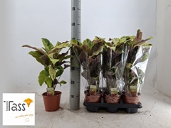 Calathea Fusion Yellow 14Ø 50cm