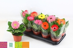Gerbera Mix 12Ø 22cm