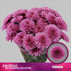 Chrysanth Spray Fabiënne 70cm 80gr.