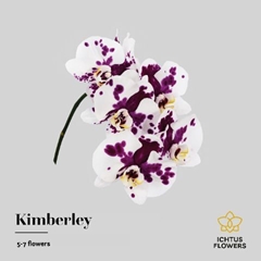 Phalaenopsis Kimberley 40cm 5+