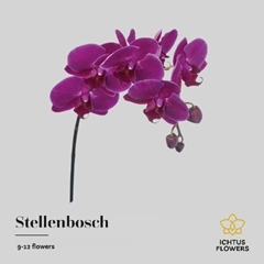 Phalaenopsis Stellenbosch 65cm 9+