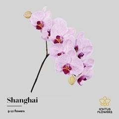Phalaenopsis Shanghai 65cm 9+