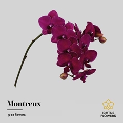 Phalaenopsis Montreux 65cm 9+