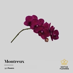 Phalaenopsis Montreux 35cm 5+