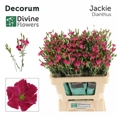 Dianthus Divi Jackie 60cm