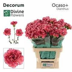 Dianthus Single Ocaso+ 60cm