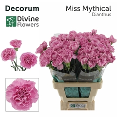 Dianthus Single Miss Mythical 60cm