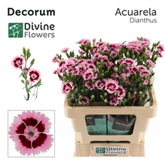 Dianthus Fiorino Acuarela 60cm