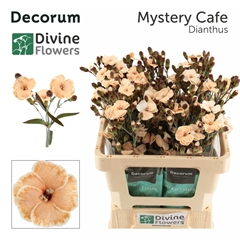 Dianthus Spray Single Painted Mystery Cafe 60cm