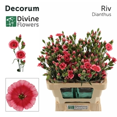 Dianthus Spray Single Solomio Riv 60cm