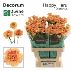 Dianthus Single Happy Haru 60cm