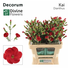 Dianthus Single Spray Solomio Kai 60cm