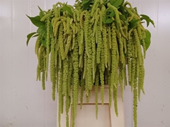 Amaranthus Caudatus Green Pearls 80cm
