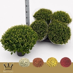 Chrysanthemum Jasoda Mix 19Ø 45cm
