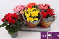 Begonia Double Mix 13Ø 28cm