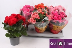 Begonia Double Mix 13Ø 28cm