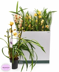 Cymbidium Mixed 14Ø 85cm 3st