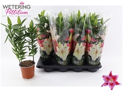 Lily Oriental After Eight 13Ø 45cm