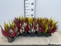 Calluna Garden Girls Trio Girls 11Ø 20cm