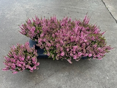 Calluna Garden Girls Mix 12Ø 25cm