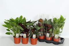 Calathea Mixed 4 Varietys 17Ø 50cm