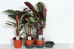 Calathea Mixed 3 Varietys 19Ø 75cm