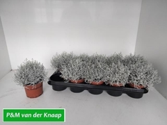 Leucophyta Brownii 12Ø 20cm