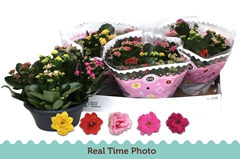 Kalanchoe Double Mix 23Ø 27cm
